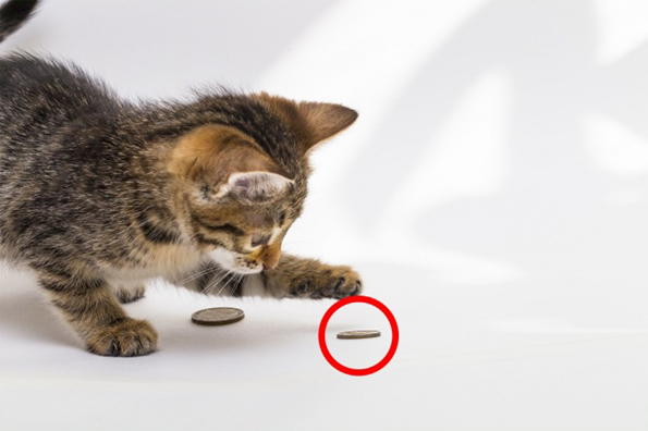 10 работи во домот што се многу опасни за вашето домашно милениче