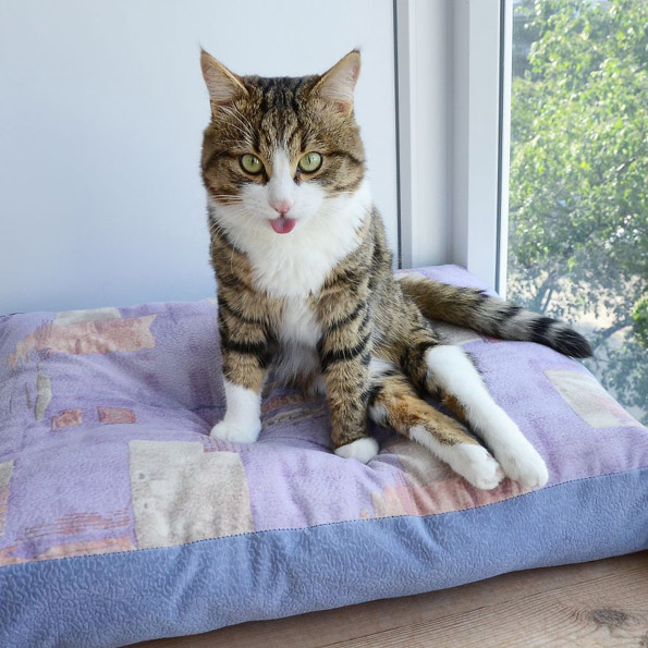 Запознајте го Рекси: Мачорот кој може да прави секакви трикови со јазикот