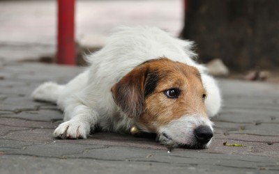 Приказна за кучето што го уби вербата во човечката љубов