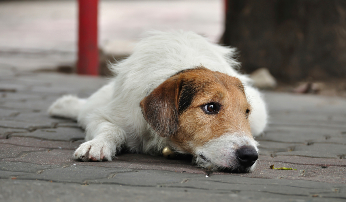 Приказна за кучето што го уби вербата во човечката љубов
