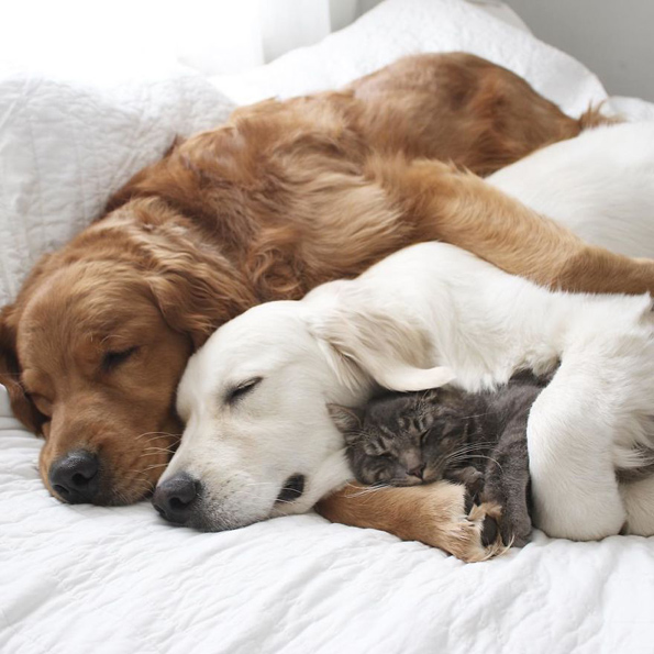 Запознајте ги овие 3 неразделни пријатели: 2 кучиња и мачка кои се секогаш заедно!