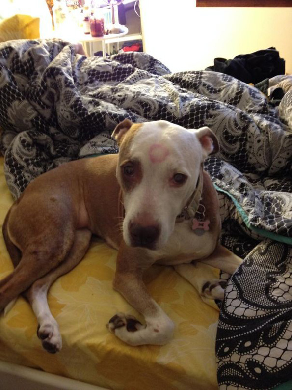 Домашни миленици кои без грижа на совест ги украле љубовните партнери на нивните сопственици