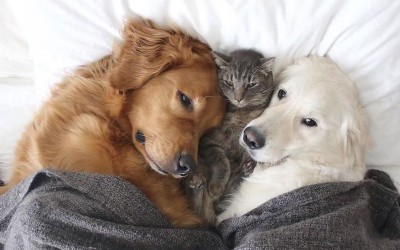Запознајте ги овие 3 неразделни пријатели: 2 кучиња и мачка кои се секогаш заедно!
