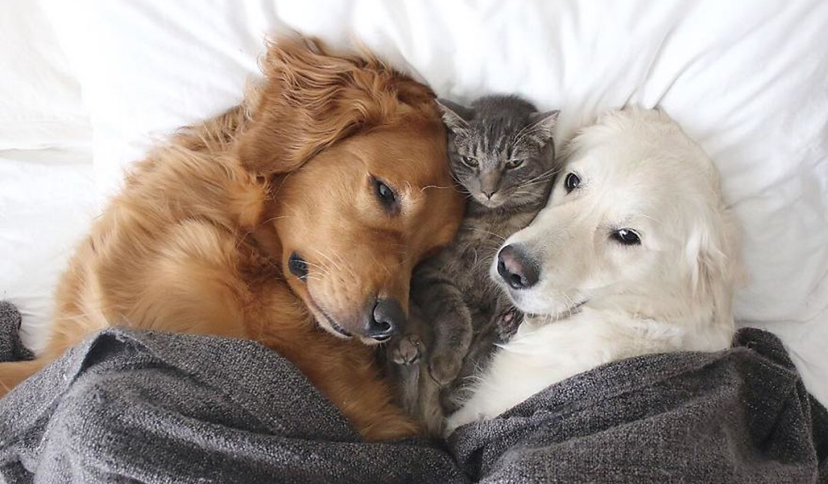 Запознајте ги овие 3 неразделни пријатели: 2 кучиња и мачка кои се секогаш заедно!