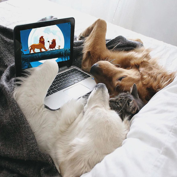 Запознајте ги овие 3 неразделни пријатели: 2 кучиња и мачка кои се секогаш заедно!