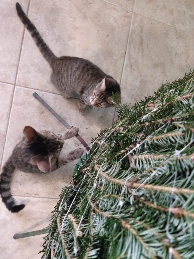 (16)23-fotografii-koi-kje-go-razbudat-bozhikjniot-duh-kaj-sekogo-kafepauza.mk