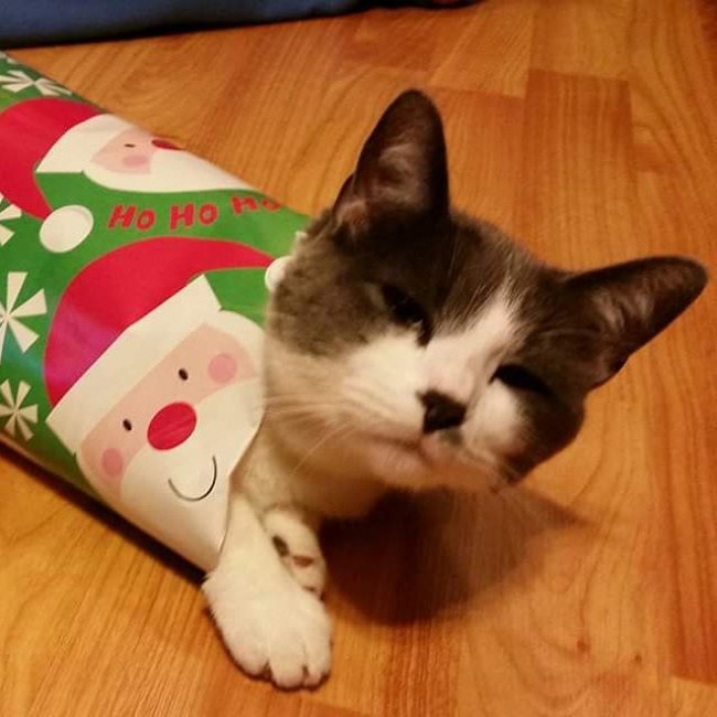 (17)23-fotografii-koi-kje-go-razbudat-bozhikjniot-duh-kaj-sekogo-kafepauza.mk