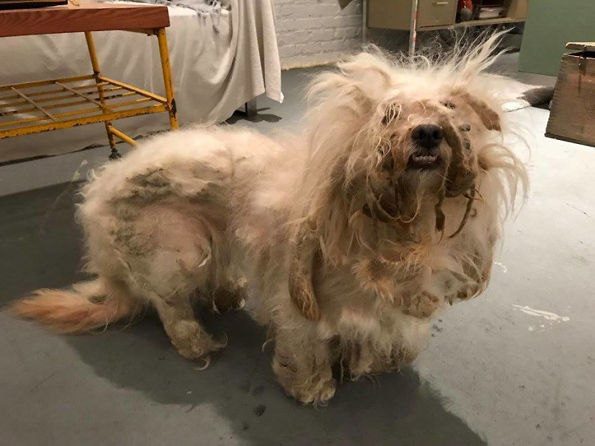 Погледнете го ова улично куче кое не престанало да се смее по неговата неверојатна трансформација