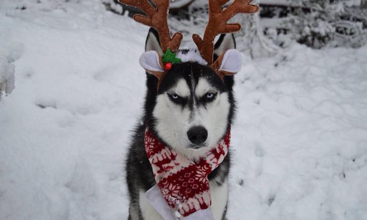 Погледнете ја оваа намуртена хаска на која воопшто не ѝ е дојдено до божиќна фотосесија