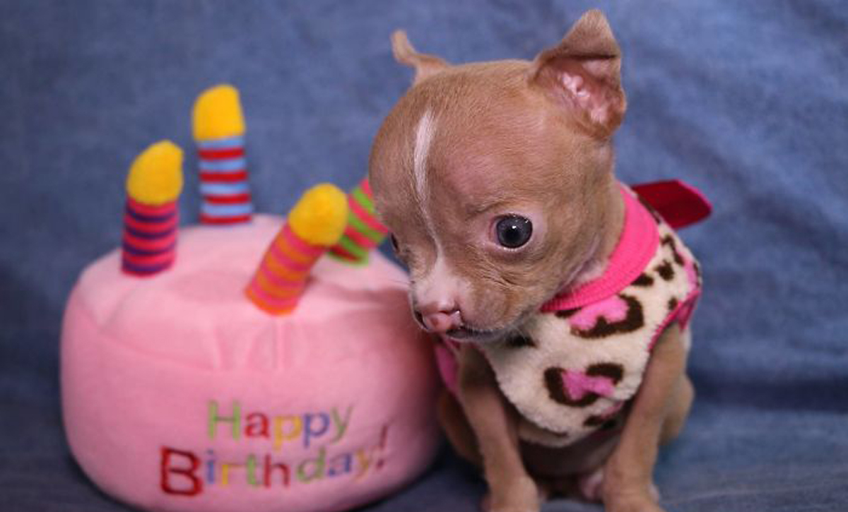 Запознајте го малиот пит бул кој успеал да се избори за својот живот и покрај сите потешкотии