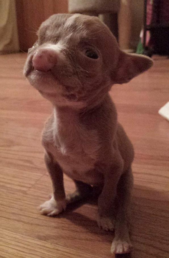 Запознајте го малиот пит бул кој успеал да се избори за својот живот и покрај сите потешкотии