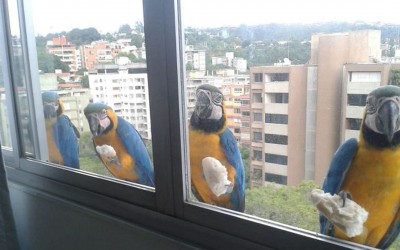 Луѓе споделуваат фотографии од необичните пријателчиња што ги посетуваат нивните прозорци