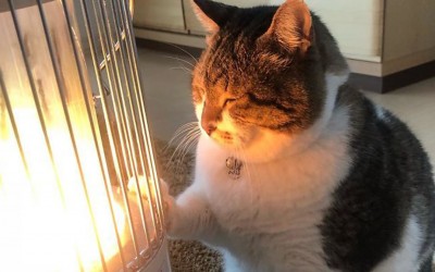 Зимска љубовна приказна: Мачка се вљубила во нејзината греалка
