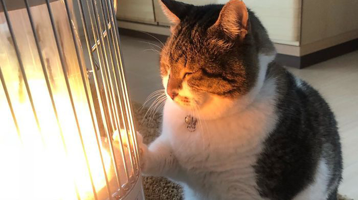 Зимска љубовна приказна: Мачка се вљубила во нејзината греалка