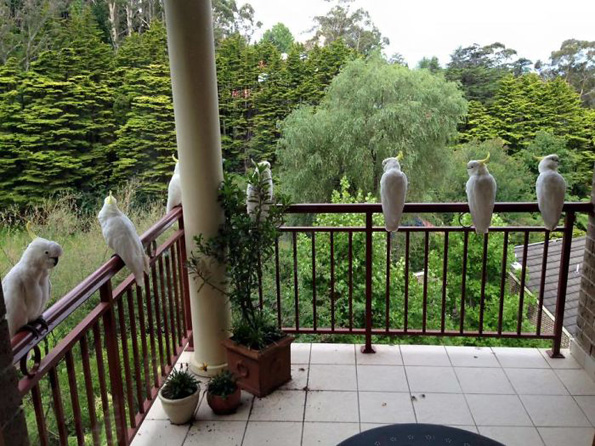 Луѓе споделуваат фотографии од необичните пријателчиња што ги посетуваат нивните прозорци