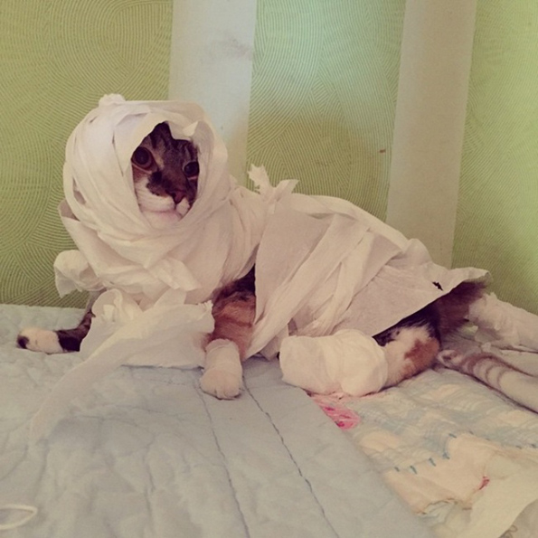 20 работи што ќе ги дознаете откако ќе почнете да чувате мачка