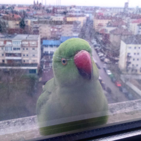 Луѓе споделуваат фотографии од необичните пријателчиња што ги посетуваат нивните прозорци