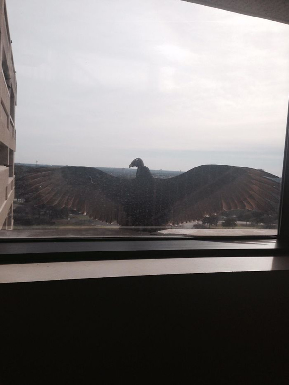 Луѓе споделуваат фотографии од необичните пријателчиња што ги посетуваат нивните прозорци