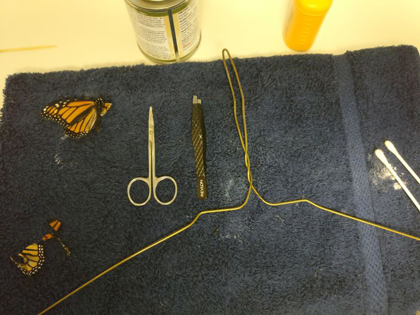 Неверојатна трансплантација: Жена направила операција на кралска пеперутка со скршено крилце