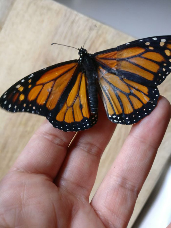 Неверојатна трансплантација: Жена направила операција на кралска пеперутка со скршено крилце