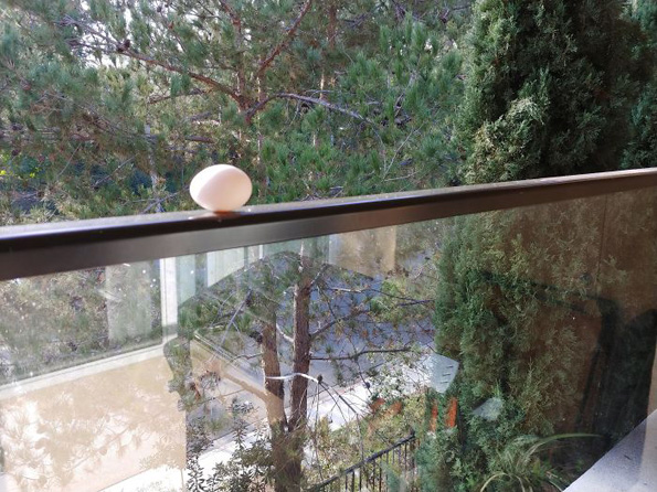 Луѓе споделуваат фотографии од необичните пријателчиња што ги посетуваат нивните прозорци