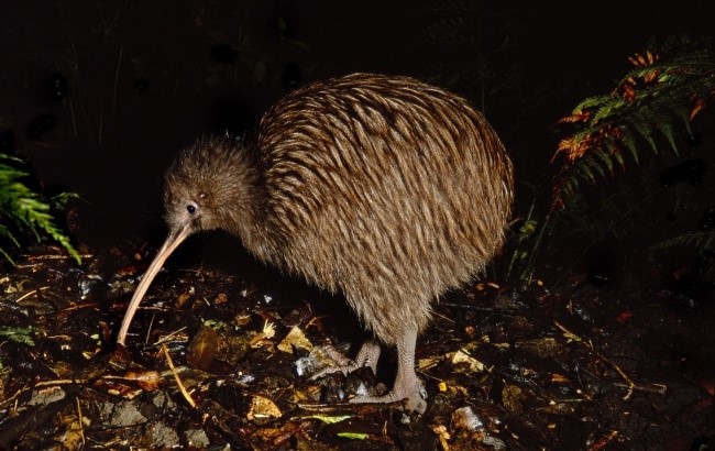15 интересни факти за магичниот Нов Зеланд