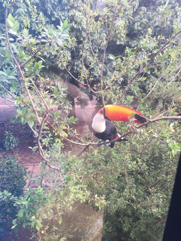 Луѓе споделуваат фотографии од необичните пријателчиња што ги посетуваат нивните прозорци