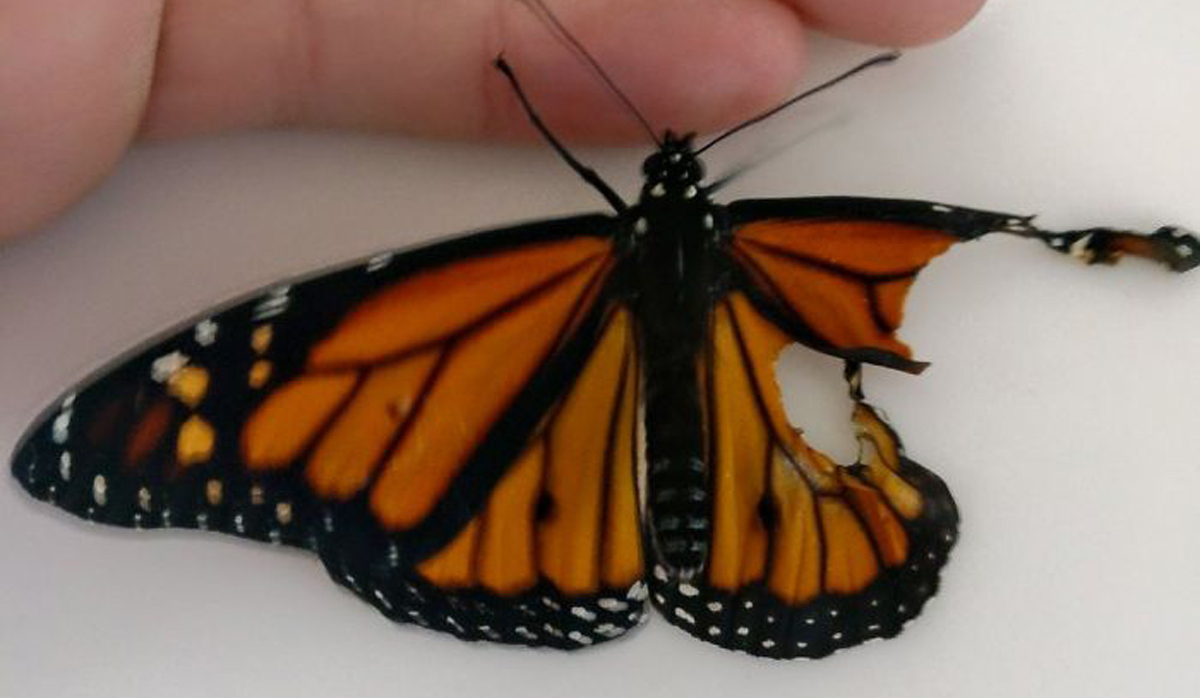 Неверојатна трансплантација: Жена направила операција на кралска пеперутка со скршено крилце