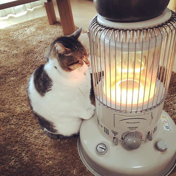 Зимска љубовна приказна: Мачка се вљубила во нејзината греалка