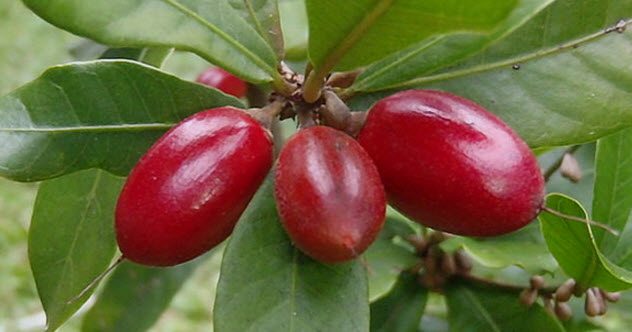 10 необични факти за сетилото за вкус