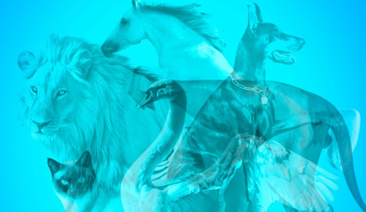 Тест: Животното што прво ќе го забележите ќе ви открие нешто повеќе за вашиот карактер