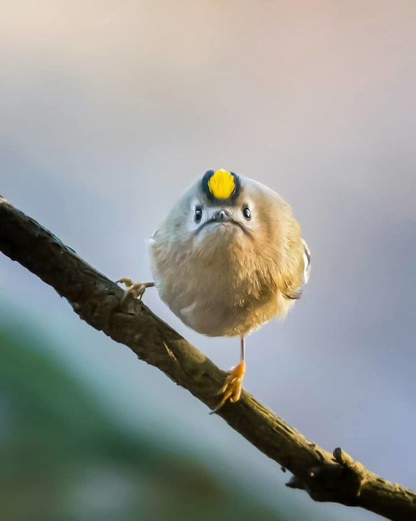 Фотографии од вистински лути птици кои изгледаат како да се излезени од играта „Angry Birds“