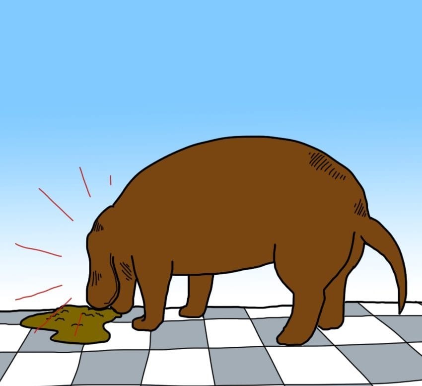 9 суптилни, но алармантни знаци дека вашето куче можеби има треска