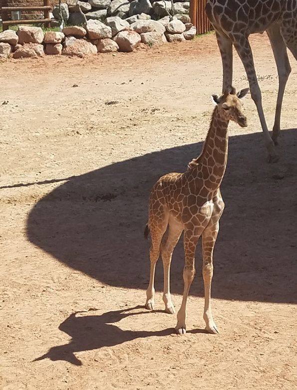 (13) 20-fotografii-shto-morate-da-gi-poglednete-dva-pati-za-da-sfatite-shto-se-sluchuva-na-niv-www.kafepauza.mk