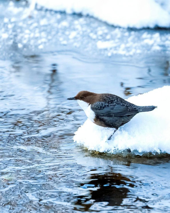 Фотографии од вистински лути птици кои изгледаат како да се излезени од играта „Angry Birds“