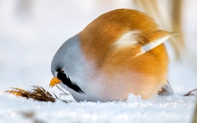 Фотографии од вистински лути птици кои изгледаат како да се излезени од играта „Angry Birds“