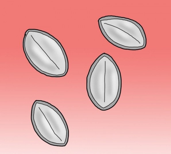 9 паразити што можеби веќе живеат во вашето тело