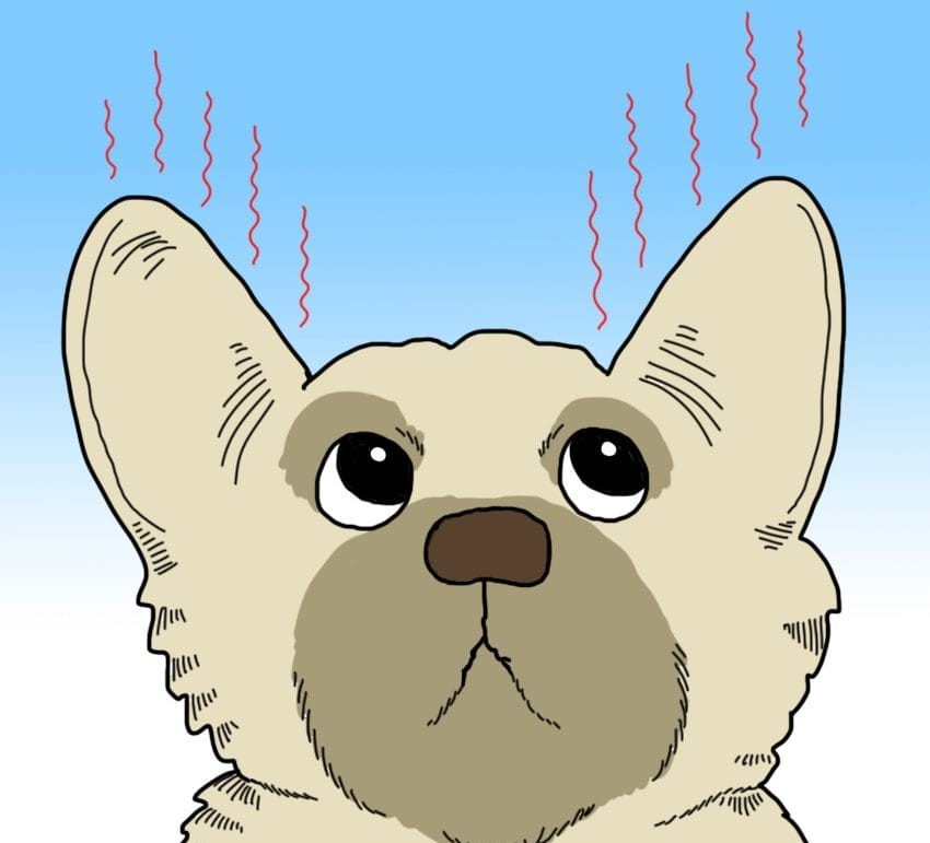 9 суптилни, но алармантни знаци дека вашето куче можеби има треска