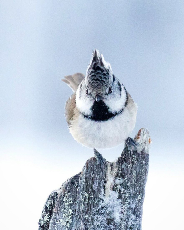 Фотографии од вистински лути птици кои изгледаат како да се излезени од играта „Angry Birds“