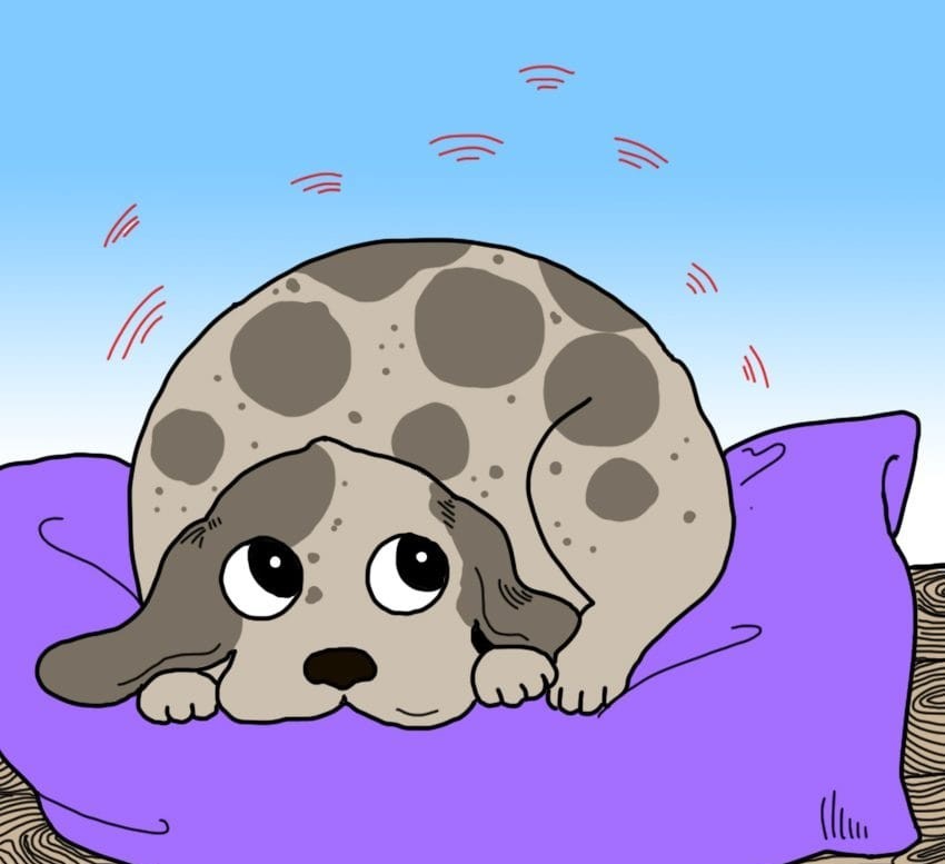 9 суптилни, но алармантни знаци дека вашето куче можеби има треска