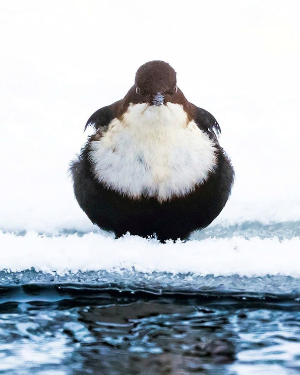 Фотографии од вистински лути птици кои изгледаат како да се излезени од играта „Angry Birds“