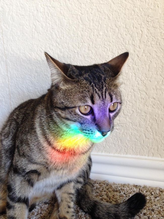 26 фотографии за кои не е потребен Фотошоп