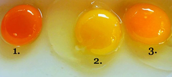Одберете го јајцето што мислите дека потекнува од здрава кокошка и дознајте како се храните