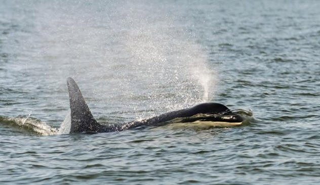 10-те најстари животни кои сè уште се живи