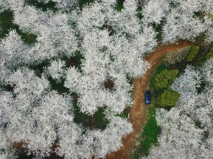 Неверојатна пролетна глетка: Расцветани црешови дрва во Кина
