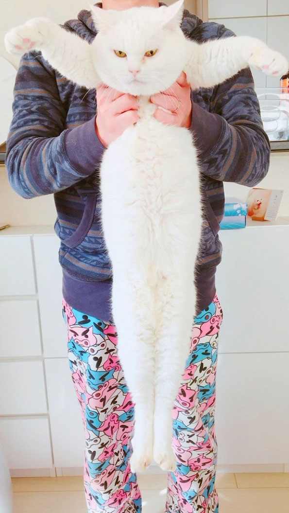 Фотографии од мачки како се тегнат што ќе ве насмеат до солзи