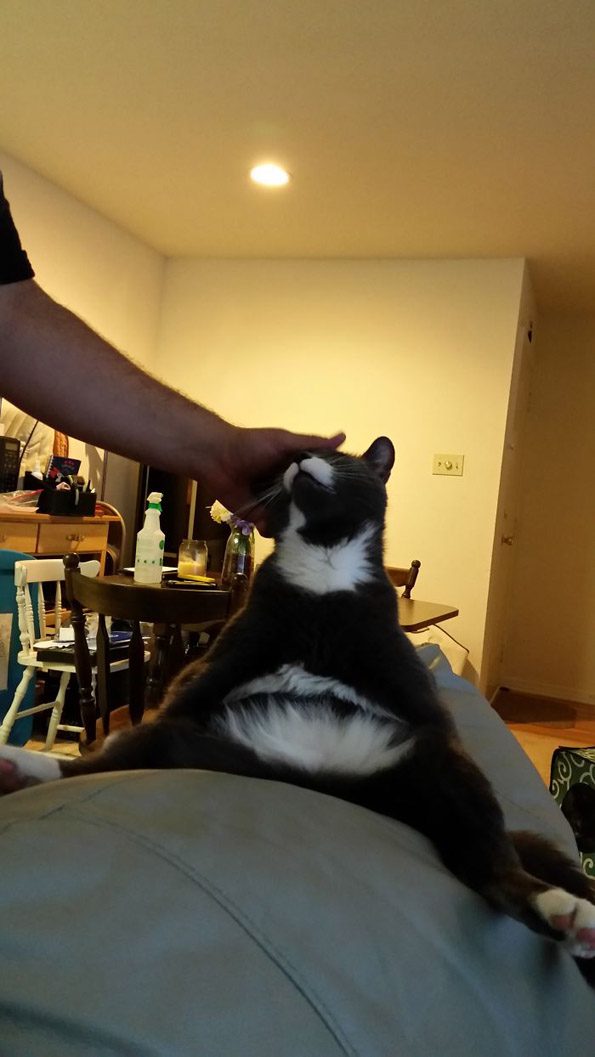 Фотографии од мачки како се тегнат што ќе ве насмеат до солзи