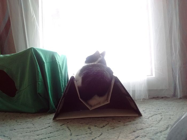 (12) zhivotot-so-machki-ne-e-voopshto-ednostaven-no-toa-ne-ne-sprechuva-da-gi-sakame-www.kafepauza.mk