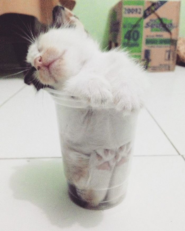 Урнебесни фотографии и гифови кои ќе ви докажат дека мачките се течни