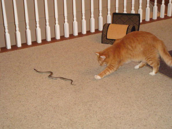 (13) zhivotot-so-machki-ne-e-voopshto-ednostaven-no-toa-ne-ne-sprechuva-da-gi-sakame-www.kafepauza.mk